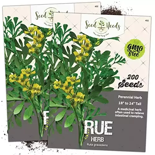 Seed Needs, Rue Herb (Ruta graveolens) Twin Pack of 200 Seeds Each Non-GMO