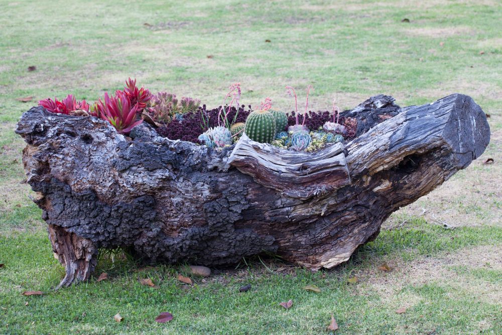 Nice succulent garden as Things to make out of logs and branches