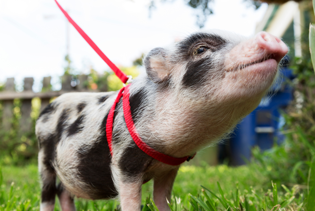 pig on dog leash