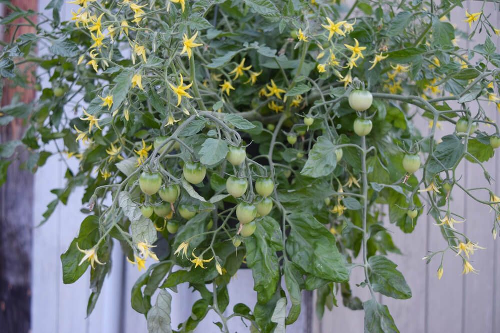 cherry tomatoes growing in hanging basket
