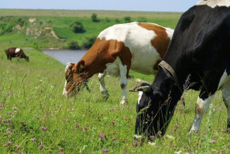 Can Cows Eat Clover? [Clover Forage, Toxicity, and Bloat]