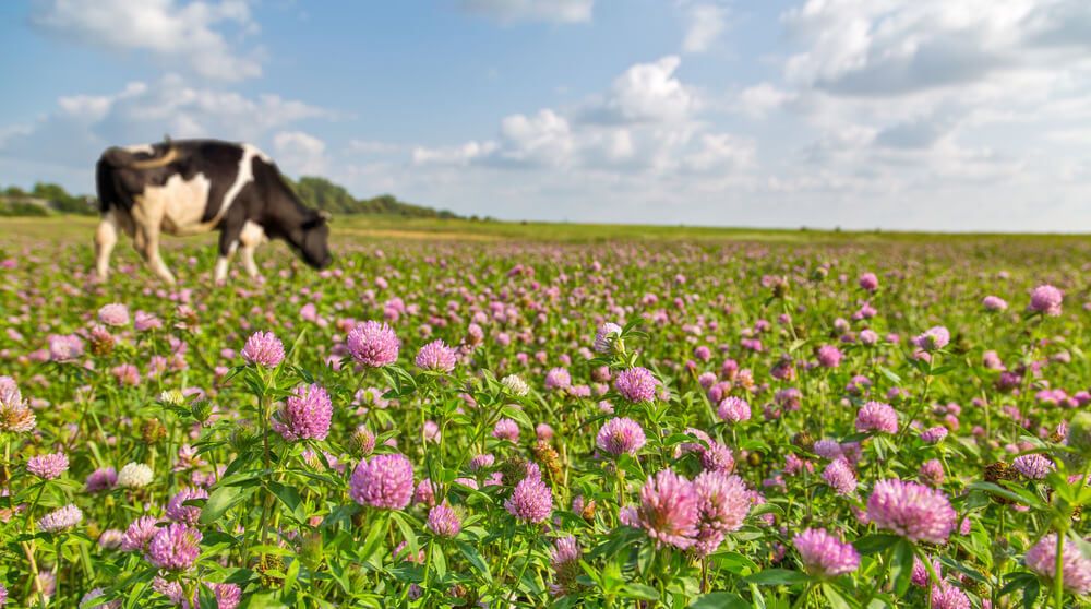dairy cow grazing pink clover flowers on rural farm