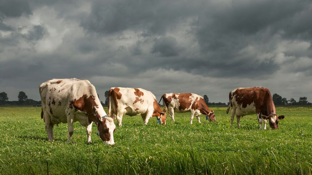 dutch dairy cows foraging in a field with looming storm clouds