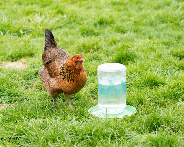 free range chicken drinking clean water