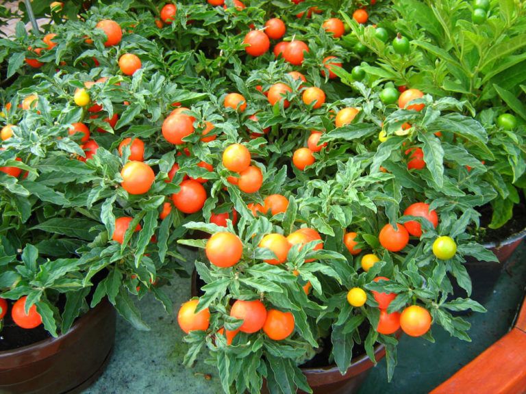 10 Delicious Tips for Growing Cherry Tomatoes In Pots