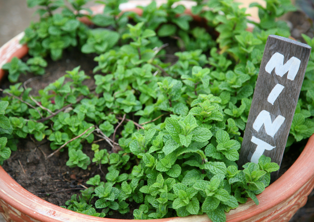 growing and  when to harvest mint in a garden or container