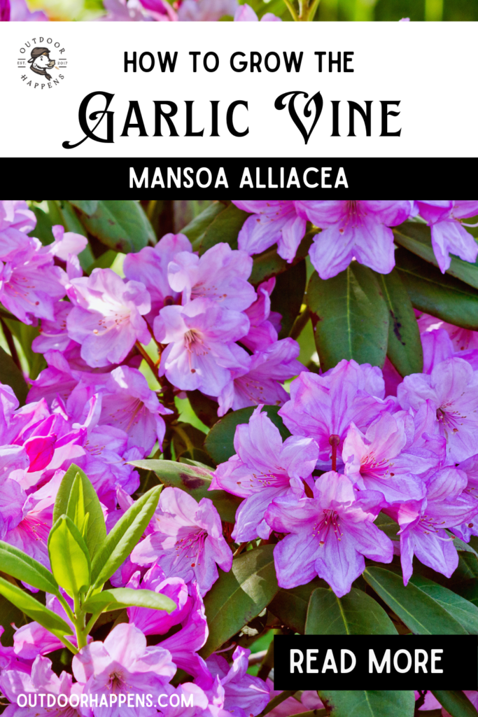How to grow the Garlic Vine (Mansoa alliacea)
