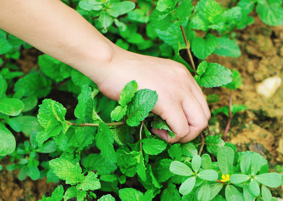 how to harvest mint without killing the plant