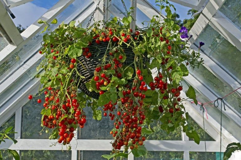 9 Best Tomato Plants for Hanging Baskets [Super Prolific Varieties!]