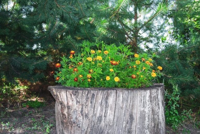 lovely orange tagetes blossoming in tree stump
