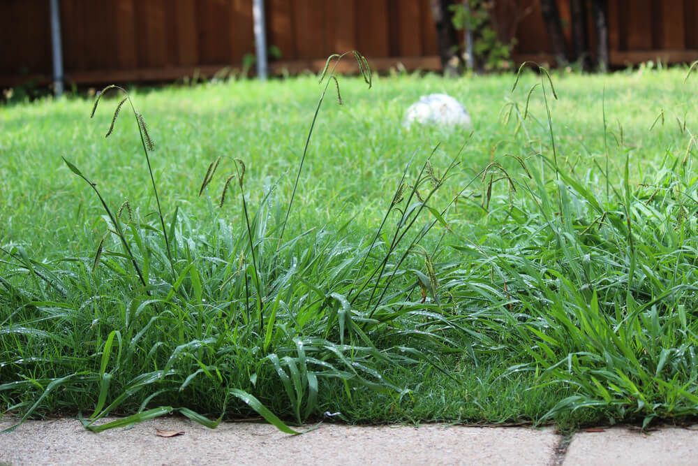 overgrown weeds and crab grass in backyard lawn