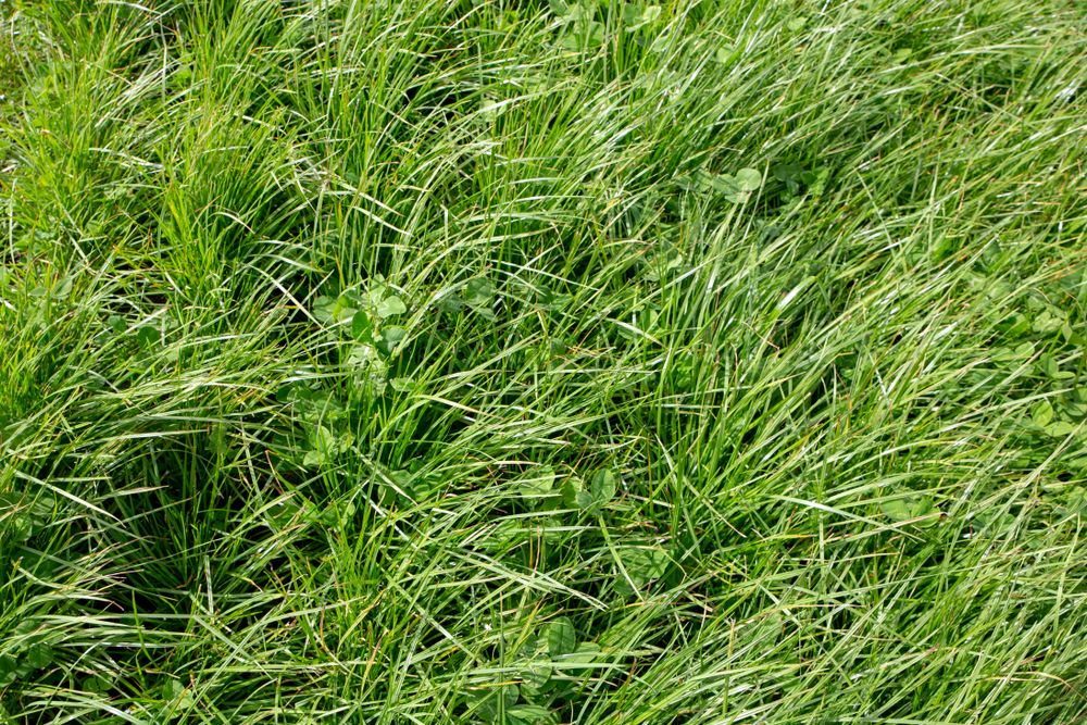 Perennial ryegrass and large-leafed white clover