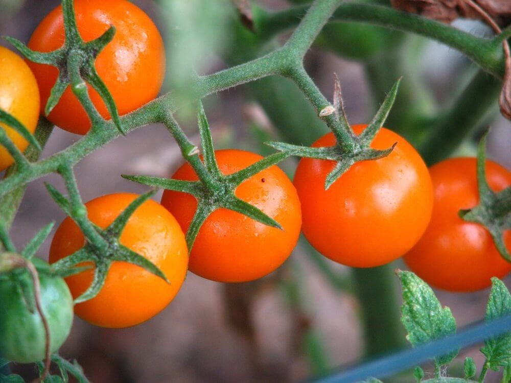 plump sunsugar cherry tomatoes ready for harvest