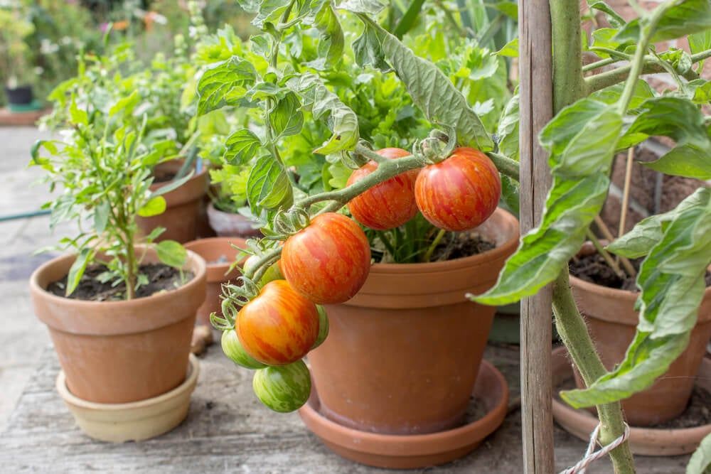 red and green tigerella tomatoes growing in pots