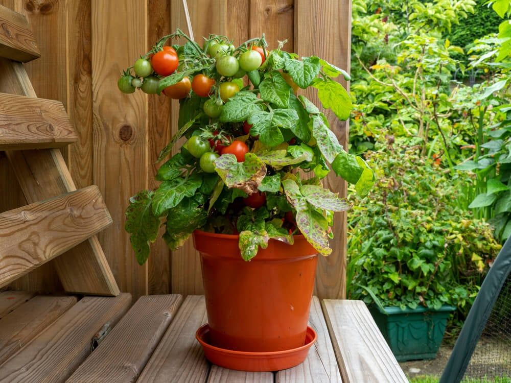 red robin dwarf tomato plant growing in a pot