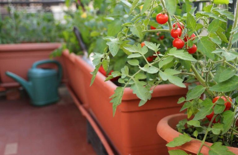 13 Tastiest and Best Tomatoes for Containers and Pots