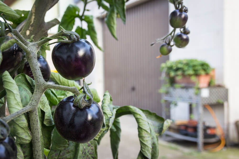tasty looking black cherry tomatoes growing outdoors