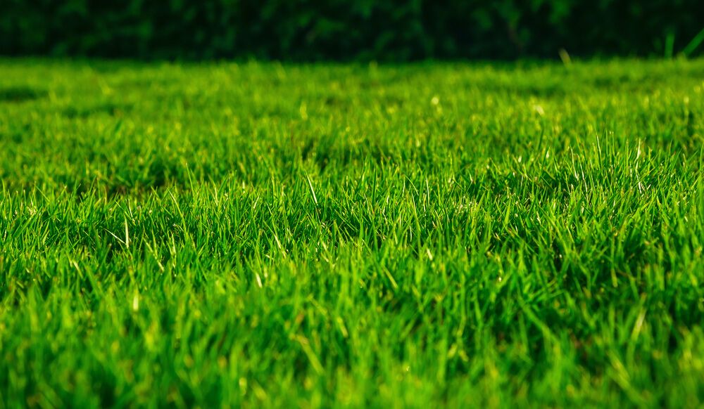 thick green grass lush lawn