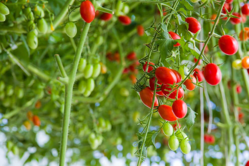 unripe and ripe tomatoes growing using hydroponics