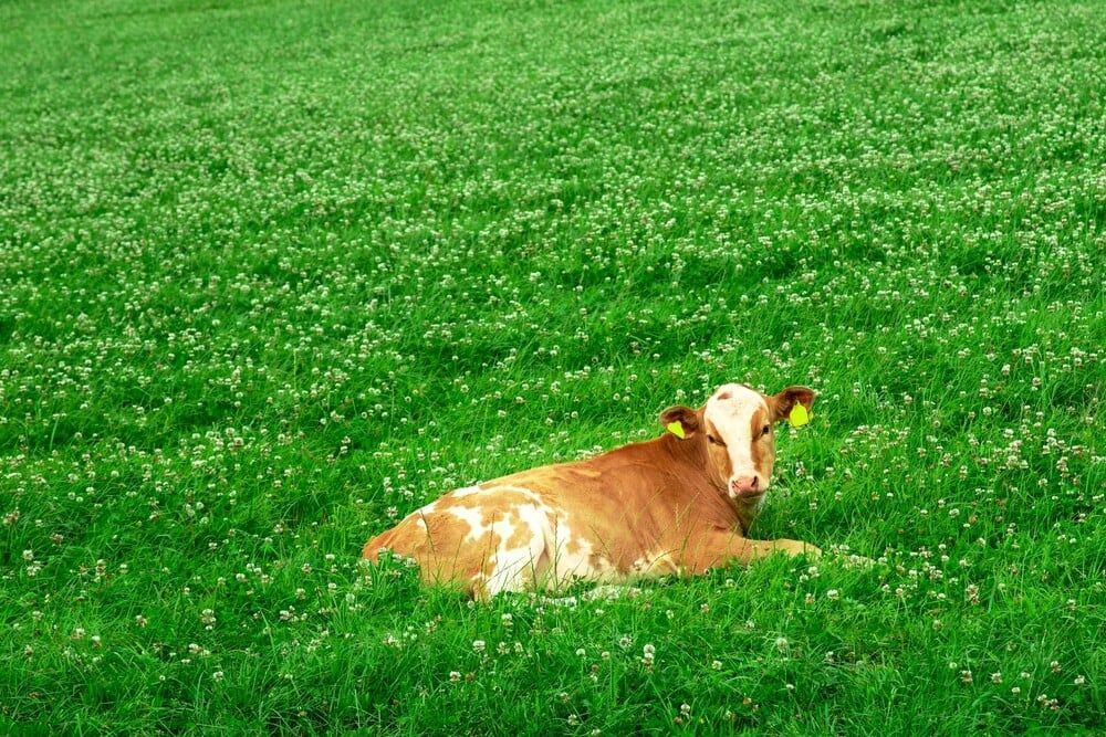 white and red cow relaxing in white clover meadow