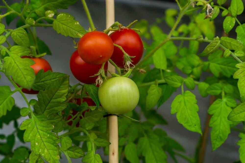 young maskotka cherry tomato plants