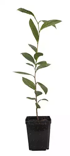 Tea (Camellia sinensis)