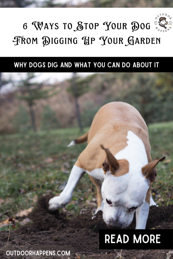 6 Ways to Stop Your Dog From Digging Up Your Garden