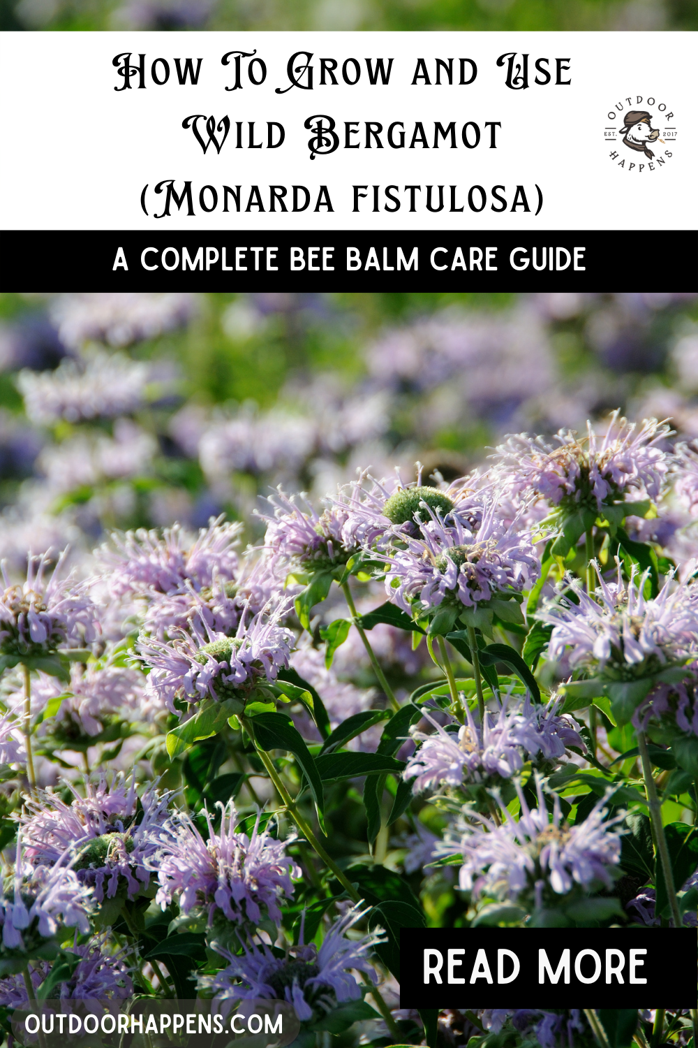 How To Grow and Use Wild Bergamot (Monarda fistulosa) 