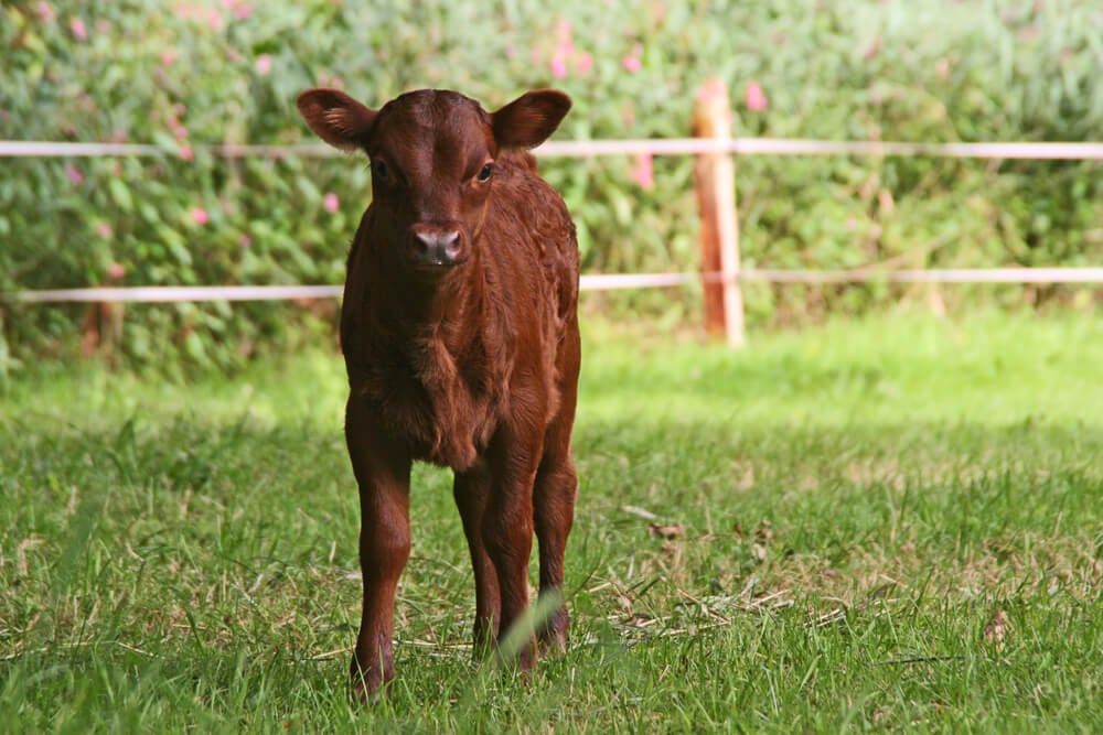 adorable dexter cow standing in green field