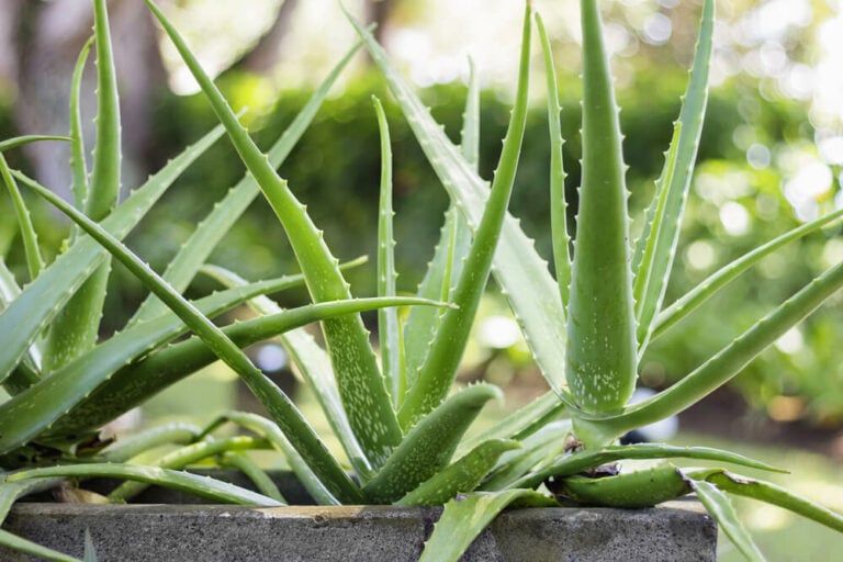 How to Plant Aloe Vera Without Roots [No-Fail Method!]