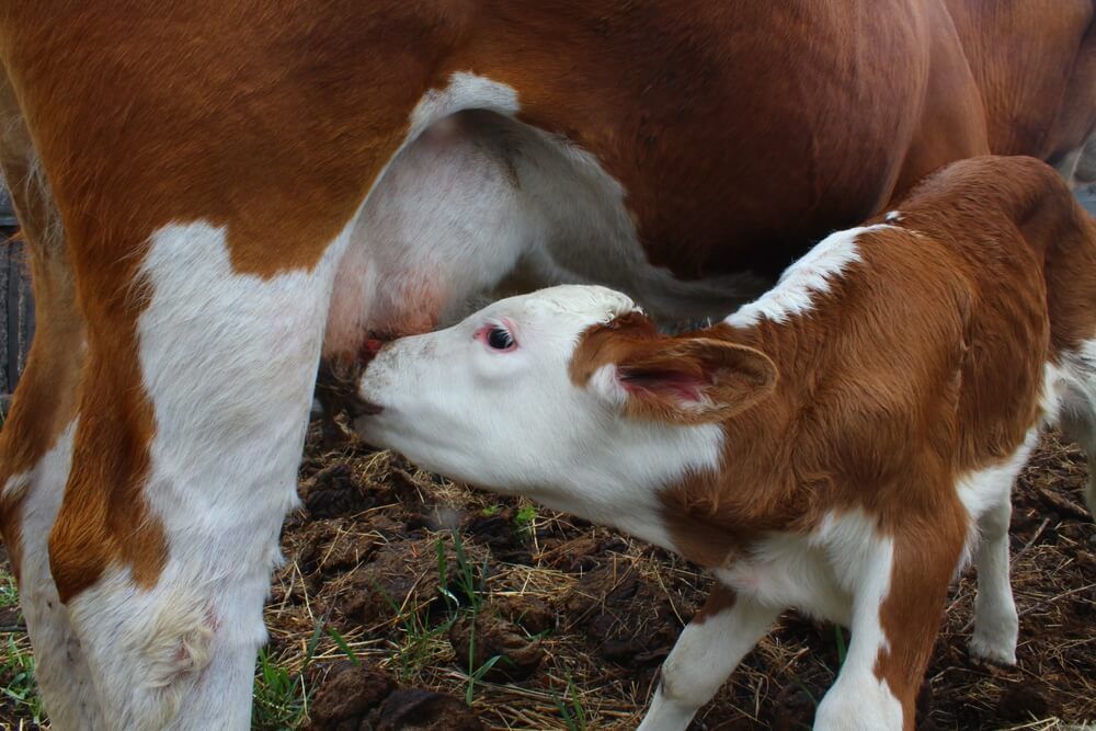 baby cattle drinking milk from udder