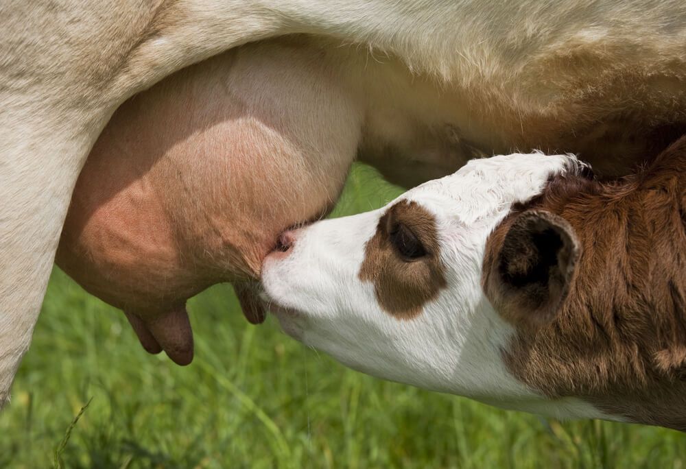 brown and white calf drinking milk from udder