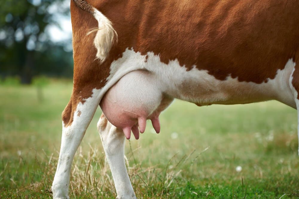 brown and white cow udder