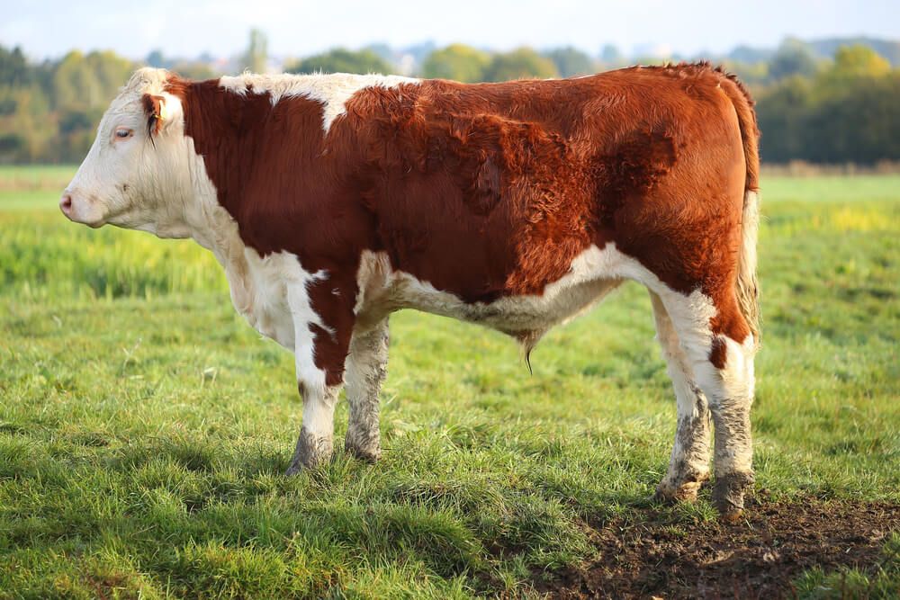 brown and white male cow in field