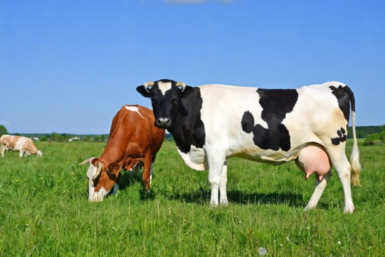 Do Male Cows Have Udders? [Our Answer Is Utterly Surprising!]