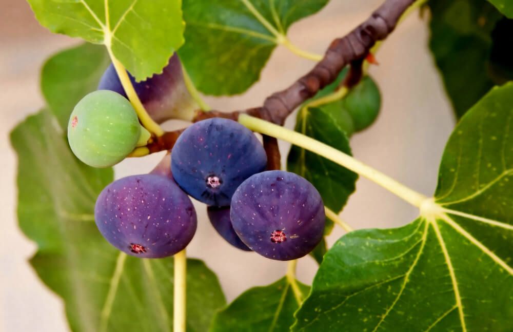 deep purple figs growing on tree