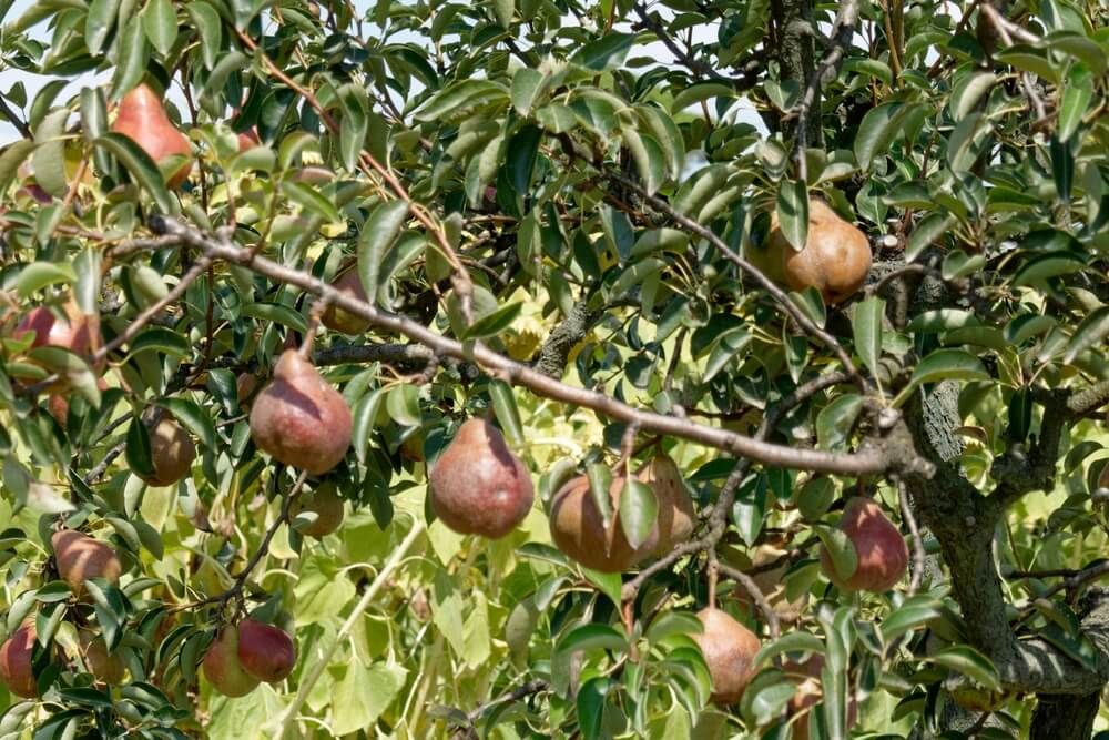 delicious looking pears growing in summer in tuscany italy