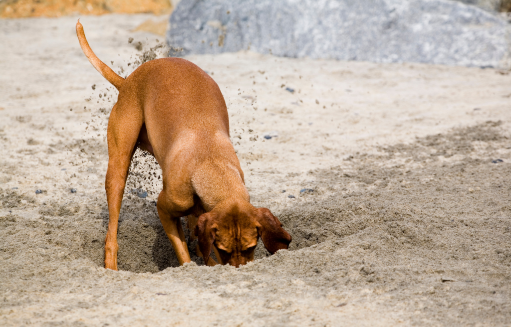 dog digging on beach
