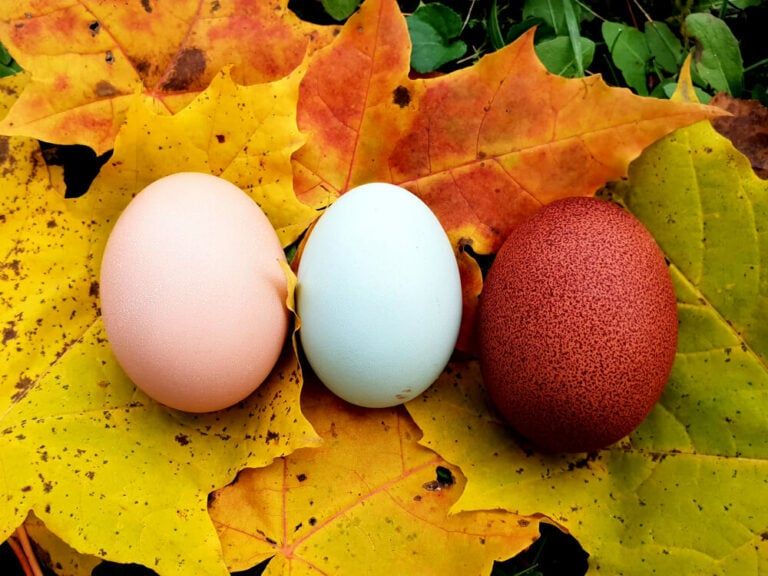 easter egger eggs on colorful autumn leaves