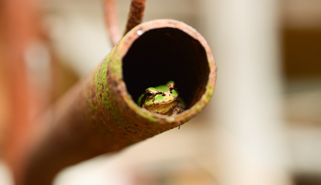 attract frogs to your yard with pipe shelter