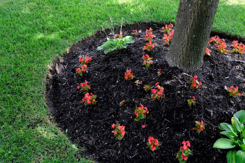 garden bed around tree trunk with red flowers