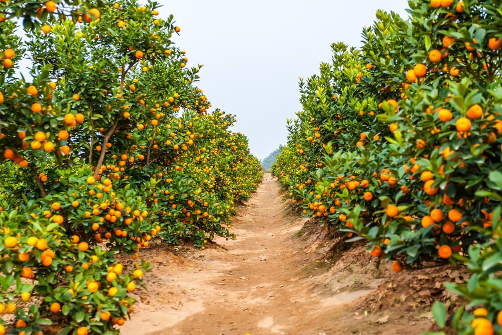 growing tangerines in fruit orchard