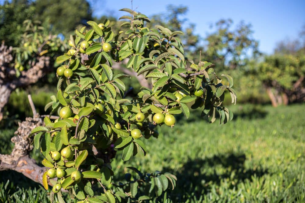 guava tree growing in an orchard