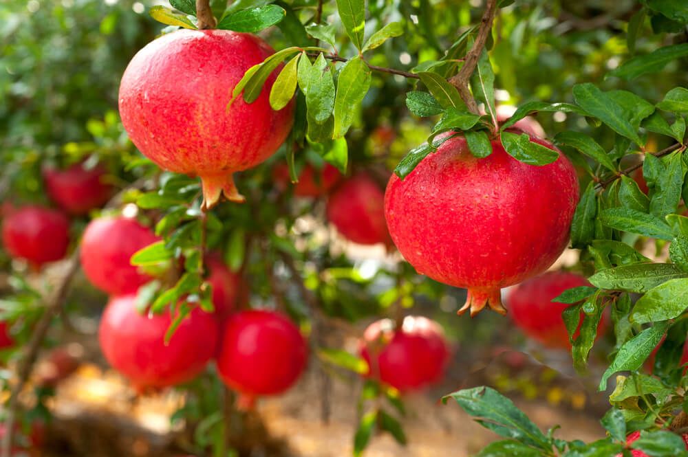juicy pomegranate fruits on tree