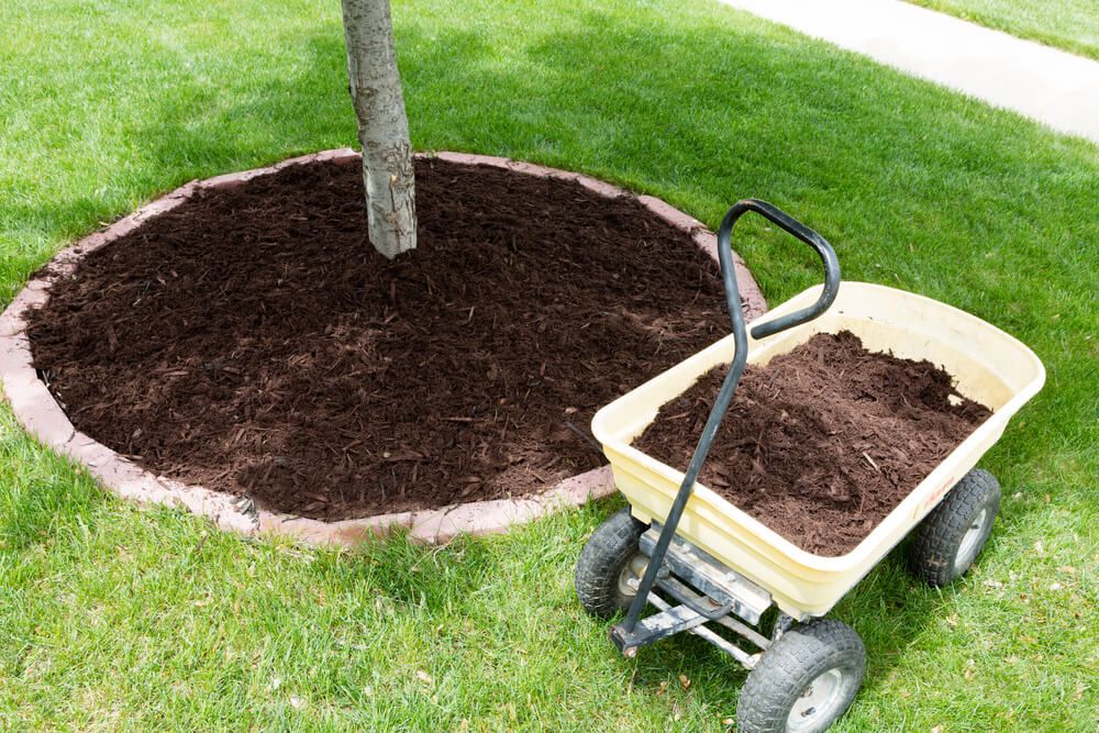 landscaping with mulch around trees in backyard
