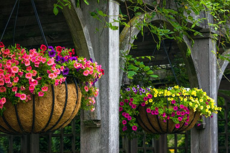 15 Best Plants for Hanging Baskets In Shade [Gorgeous Flowers and Foliage!]