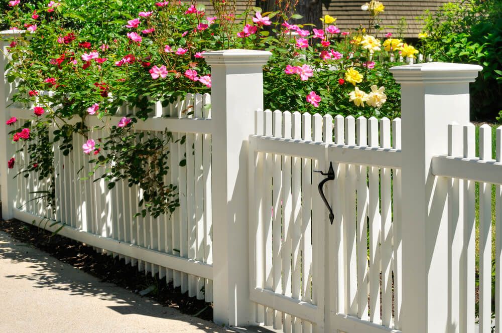 lovely white fence with colorful climbing roses