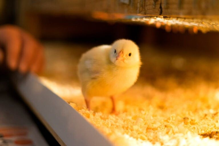 lovely yellow broiler chick looking at camera