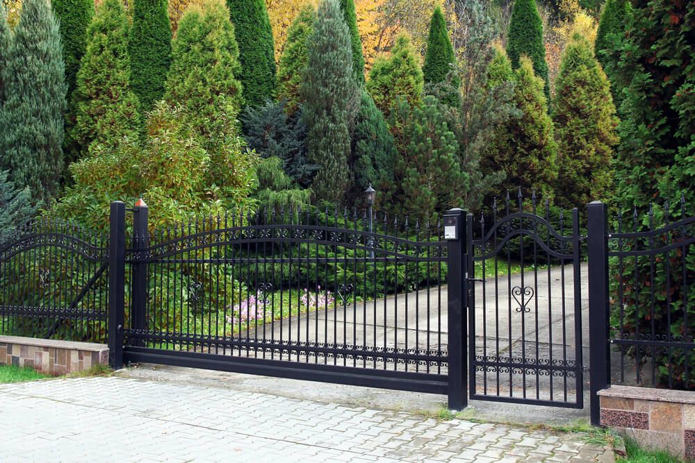 modern looking gate aroud thuja conifer trees. A good example of how to build a fence gate that won't sag!