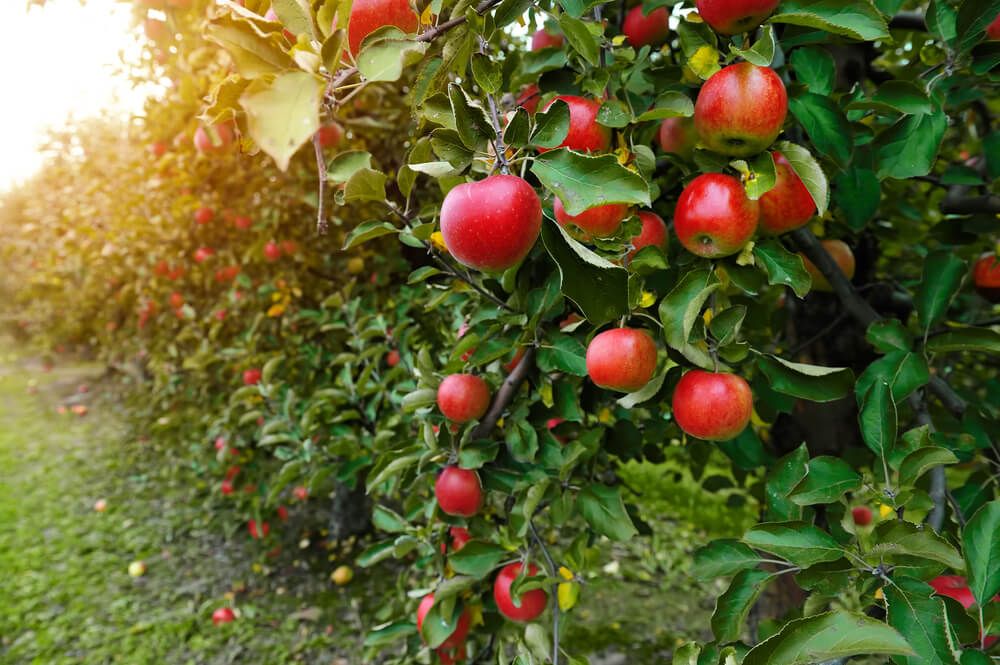 organic fresh apples growing on tree